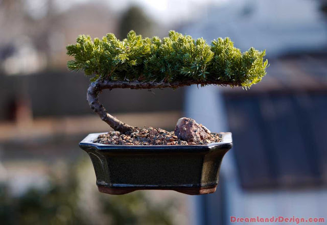 Essential Tools for Growing Bonsai Trees