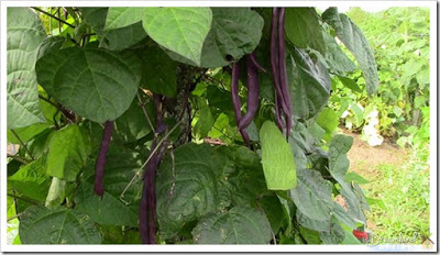 Purple Pole beans
