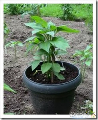 Container Gardening Pepper
