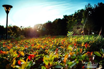 Planning the Garden of Your Dreams