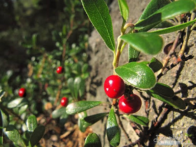 Pic of Growing Lingonberries, Foxberry, Cowberry