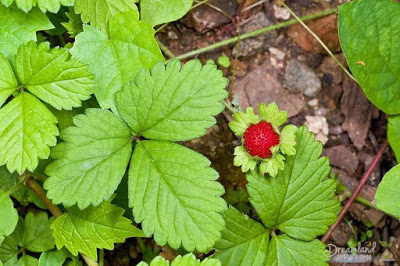 How long does it take to grow strawberry plants care