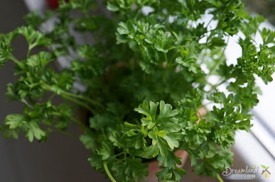 What to Expect of Growing Parsley at Home