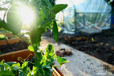 Smart Vegetable Gardening Ideas for People with Limited Garden Space