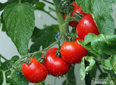 Getting A Little Healthier Eating Tomatoes