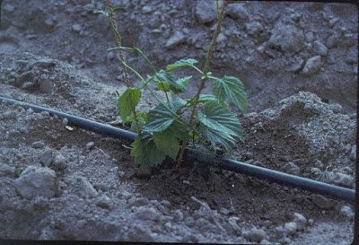 Drip irrigation