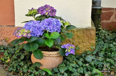 Keep the Greenery on Your Patio Green