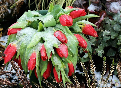 Protecting Plants From Frost, Storing Plants Outdoors During the Winter