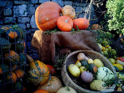 Squash Growing Guide for the Home Gardener