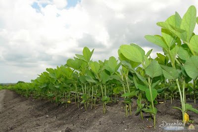 How to plant the actual soybeans? How to plant the actual soybeans?
