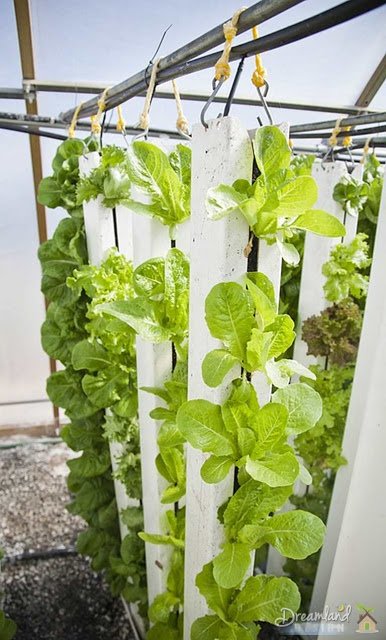 Hydroponics Lettuce, Vertical Farm