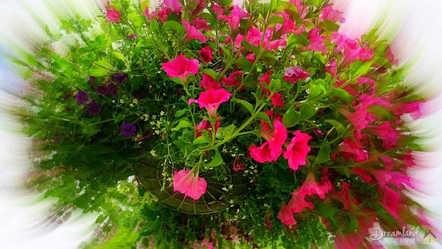 Hanging flower baskets beautifully dress up a porch or patio
