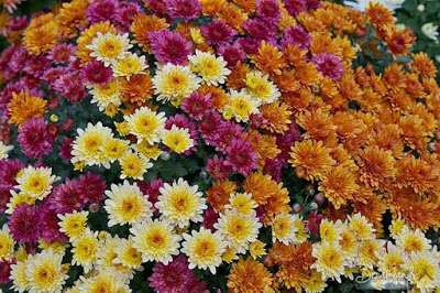Color Variety, Mums