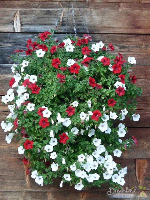 Petunias are a lovely flower choice for hanging baskets