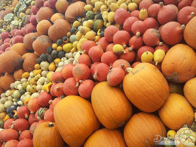 The Different Types of Pumpkins