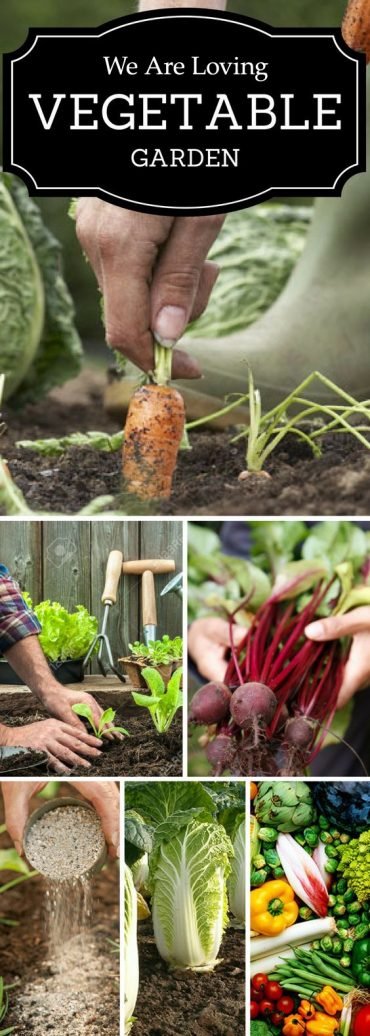 We are Loving Vegetable Gardening, Let's Start Planting Your First Garden