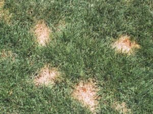 Diagnosing and Managing Brown Spots on Your Lawn