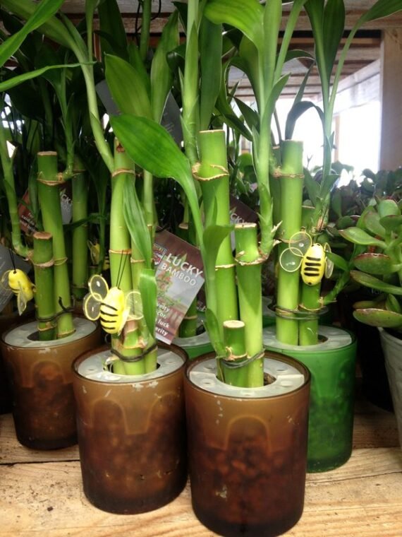 How to Care for Lucky Bamboo