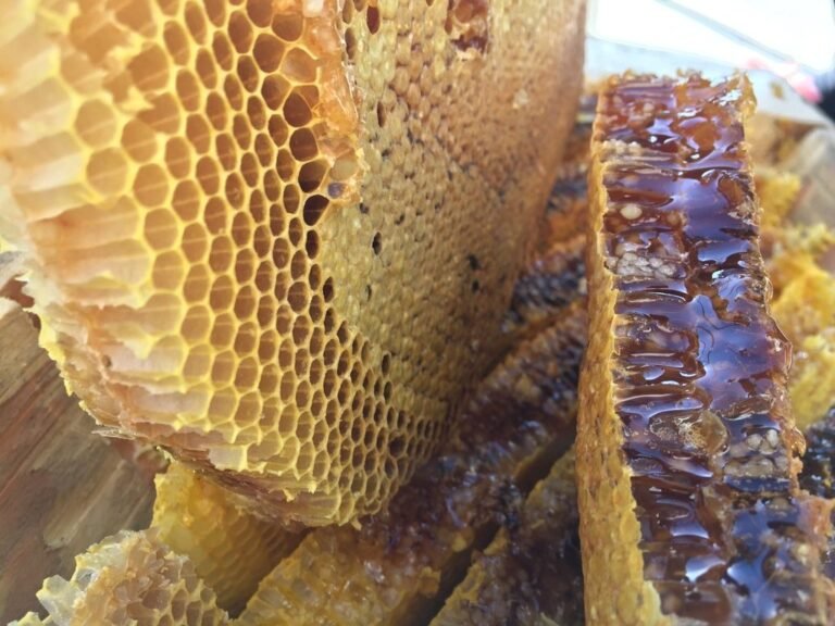 Bee Propolis: What and Why Should Include it in Your Immune System ...