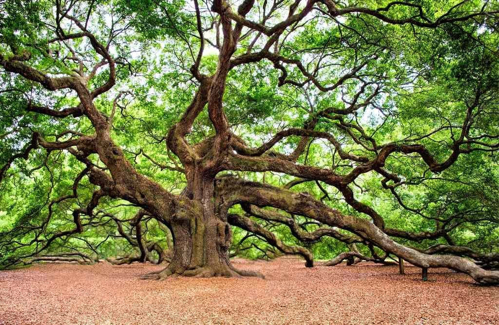 The Different Types Of Trees You Need To Avoid At All Costs