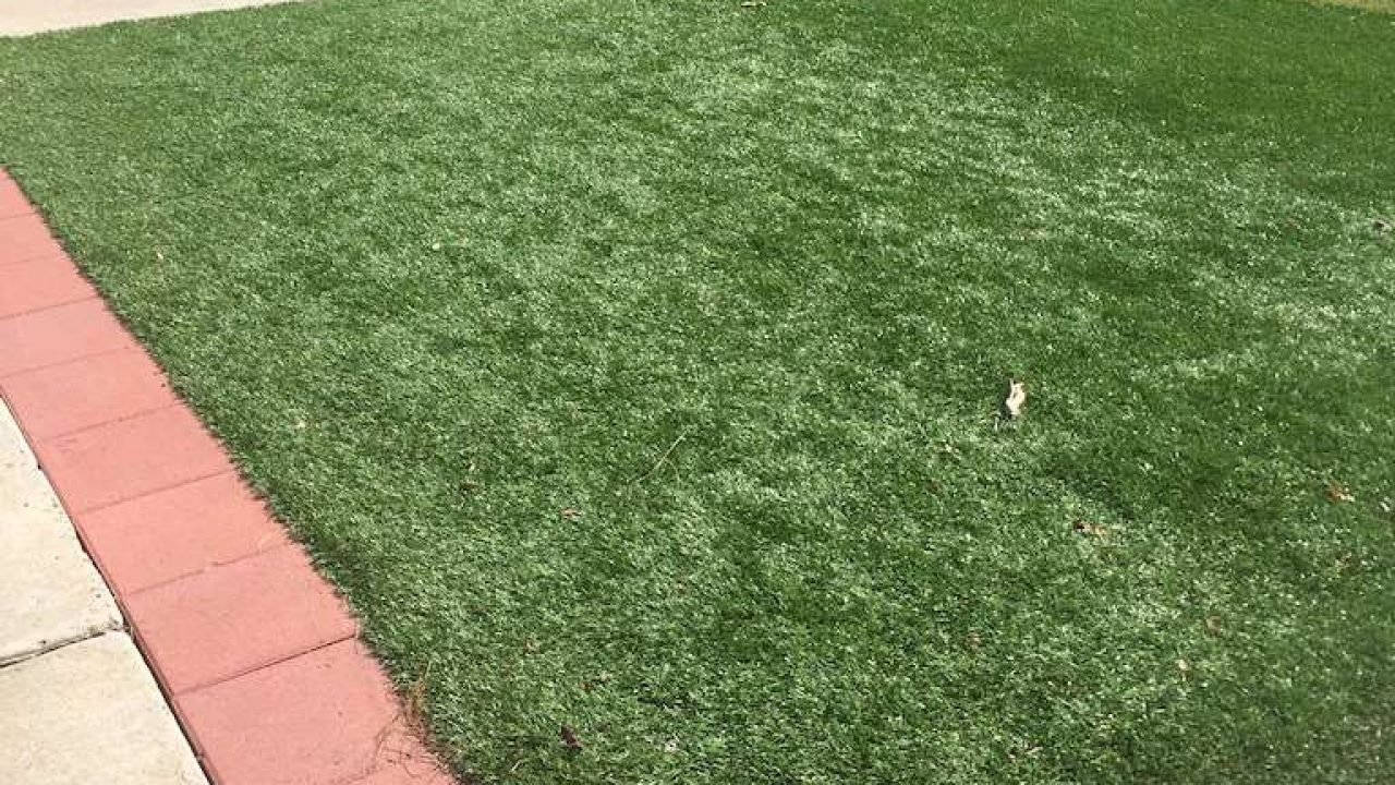 Why Artificial Grass Is Good For Your Dogs