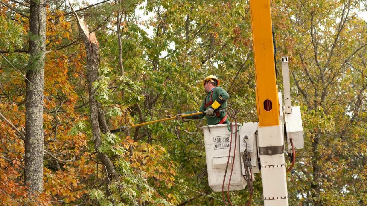 Tree Pruning Dos and Don'ts - Tree Care Tips