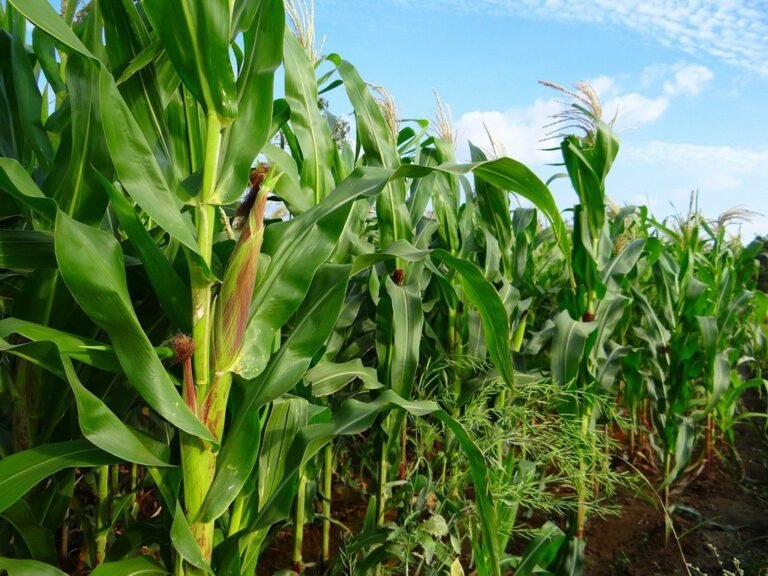 Farm Sustainability: 7 Proven Ways to Improve Corn Crop Yields