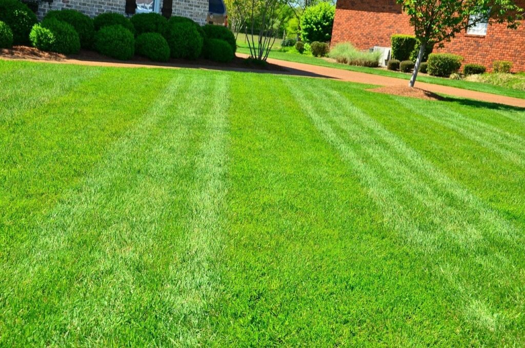 how-can-i-make-my-lawn-look-good-without-grass