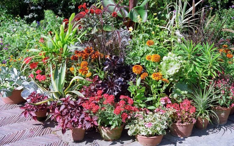 15 Container Plants for Shade Porch That You Don't Know