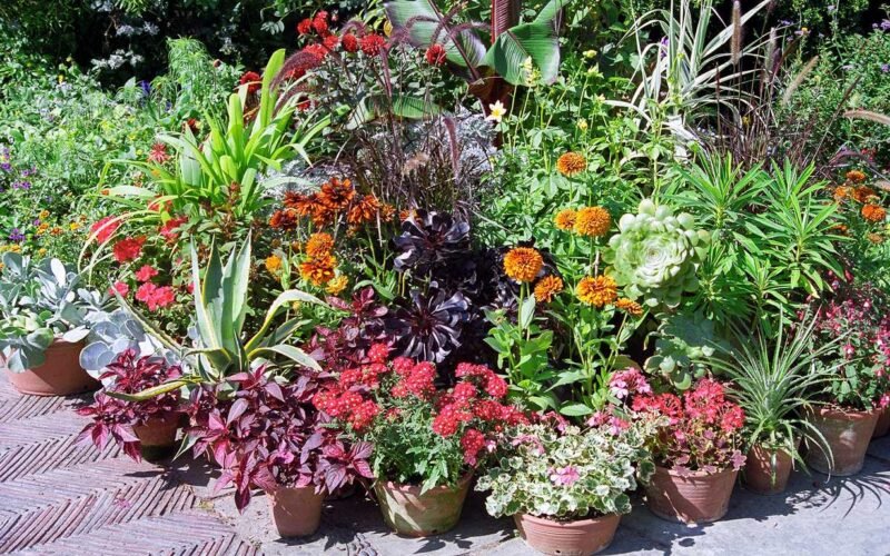 15 Container Plants for Shade Porch That You Don't Know