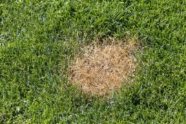 5 Lawn Diseases You Need to Know: Treatment and Prevention