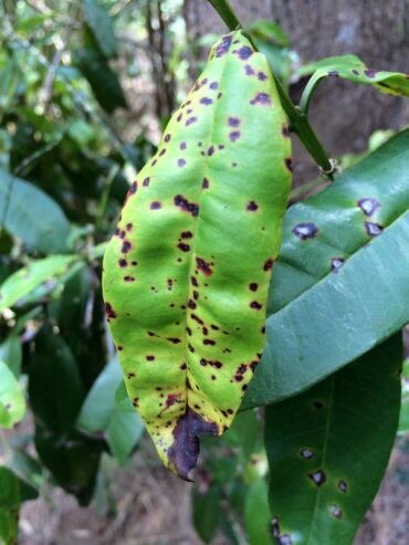 Prevention is Protection: A Guide to Fungal Diseases in Plants