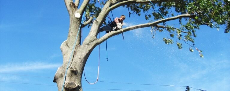 7 Questions To Ask When Hiring Tree Care Services