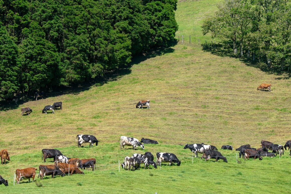 Exploring the Allure of Ranches