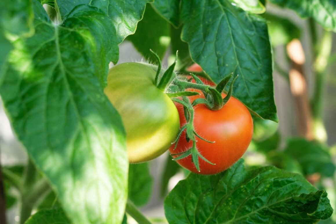 your-ultimate-guide-to-growing-tomatoes-from-seed